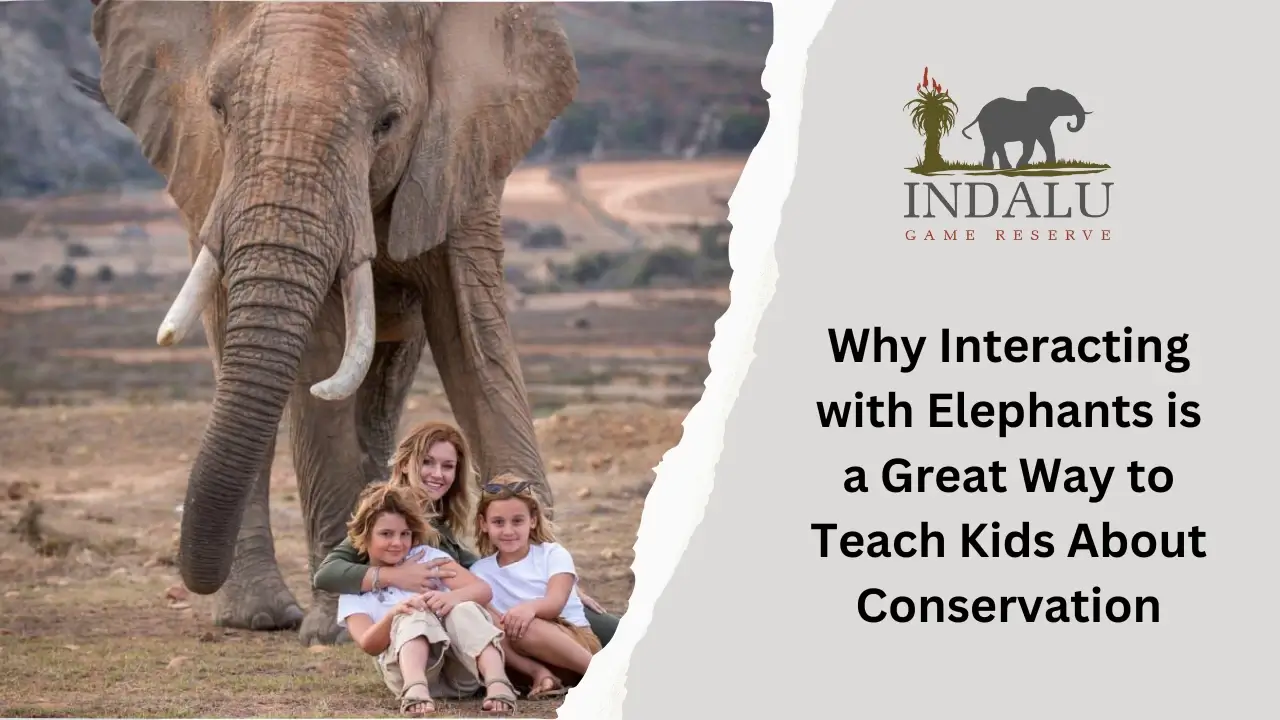 Why Interacting with Elephants is a Great Way to Teach Kids About Conservation